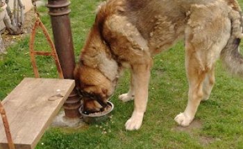 Clínica Veterinaria Virgen del Camino