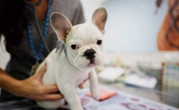 Clínica Veterinária LEÇAVet