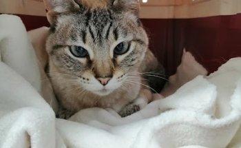 Coimbra Veterinary Hospital