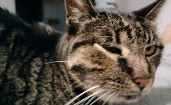 Clínica Veterinária Monte dos Burgos