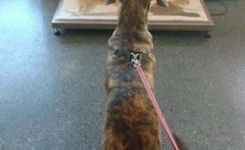 Veterinary Hospital of Maia