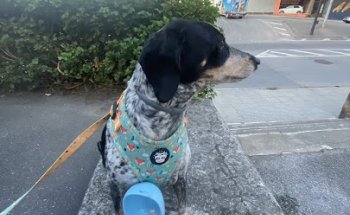 Consulta Veterinaria Pizcos