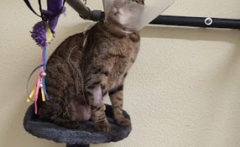 Clínica Veterinària Quisso