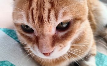 Canicat Centro Veterinario