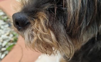 Centro Veterinario ADRISA (URGENCIAS 24H)