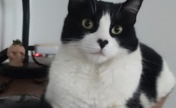 Veterinario ADRISA (Consultorio Vimianzo)