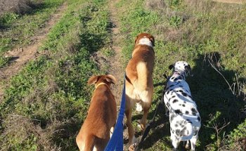 CLÍNICA VETERINARIA SANIVET