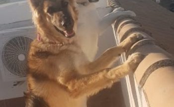 CENTRO VETERINARIO NAVARRO