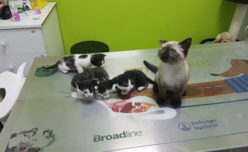 Clínica Veterinaria La Roda