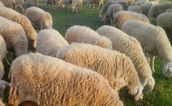 Veterinaria El Amparo Cb La Roda