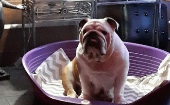 Clínica Veterinària Alt d'Urgell