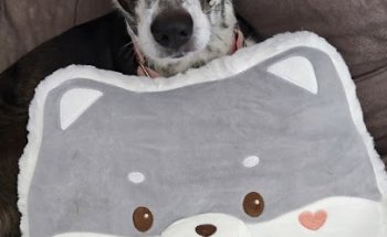 Centro Veterinario Iregua