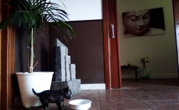 MEDICINA HOLISTICA BIAN ZHENG