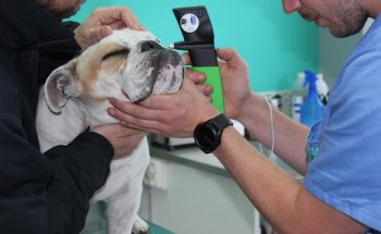 Clínica Veterinaria La Salvé, Laredo.