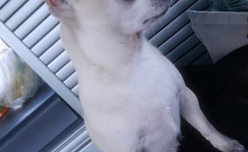 Clinica Veterinaria Laredo