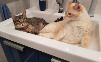 Centro Veterinario Laudio