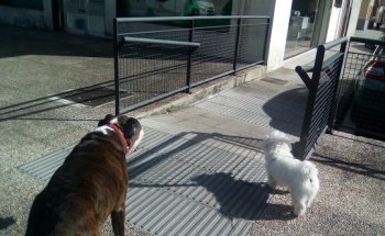 CLINICA VETERINARIA ZAUNKA LLODIO