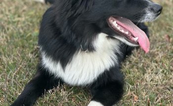 Clinica veterinaria La Morgal