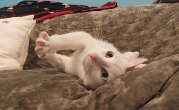 Centro Veterinario Posada de Llanera