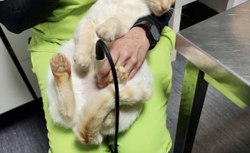 Clínica Veterinaria Animálitas