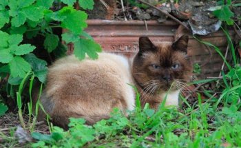 Clínica Veterinaria La Corredoria