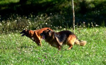 Clínica Veterinaria Ícaro