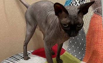 Centro Veterinario I+VET