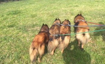 Clínica Veterinaria Fauna