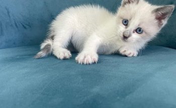 CLÍNICA VETERINARIA VET&VET SEVILLA ESTE