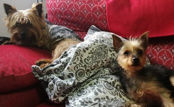 Clínica Veterinaria Fray Isidoro