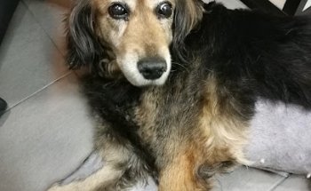 Hospital Veterinario Riera Alta Manso