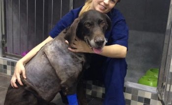 CLINICA VETERINARIA NATURA-SAN JAVIER