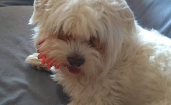 Centro Veterinario Ares