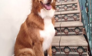 Centro veterinario Blanca