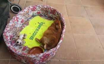 Clinica Veterinaria San Félix