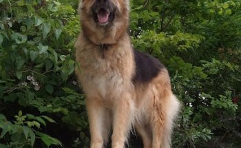 Mediterránea Vet Practice