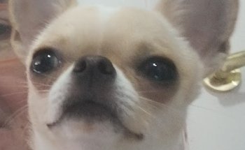 VidAnimal Centro veterinario