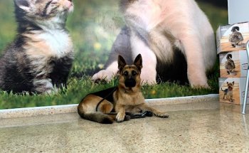 Centro Clínico Veterinario URGENCIAS 602350908