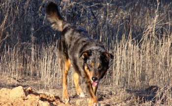 Clínica Veterinaria Meco