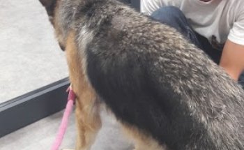 MISALVET( Clinica Veterinaria)