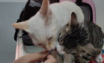 Centro Veterinario El Cid