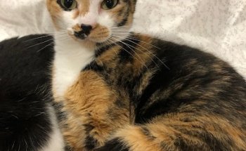 Clínica Veterinaria Amivet