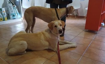 Clinica Veterinaria Carea