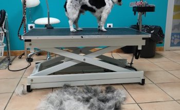 Vetesurex Centro Veterinario