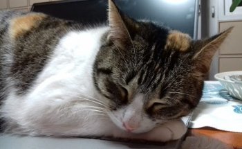 CLÍNICA VETERINARIA GAVETEX - MONTIJO