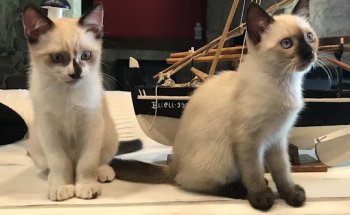 Clínica Veterinaria Santa Mariña