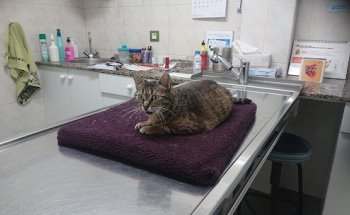 Centro Veterinario Das Rias Baixas SLP