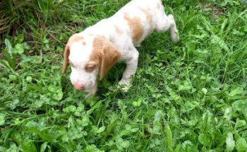 Clínica veterinaria moraña