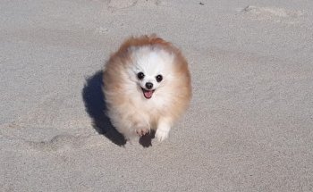 Centro Veterinario Do Morrazo