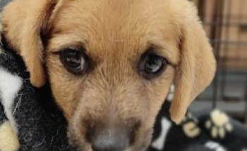 Veterinaria Baixo Miño